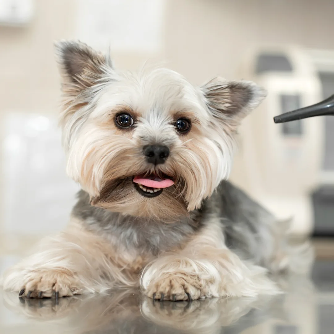 about-us-general-policies-desktop A small, fluffy Yorkshire Terrier dog with gray and tan fur is lying down on a shiny surface, looking at the camera with its tongue out. The background is blurred, possibly in a veterinary clinic or grooming salon.