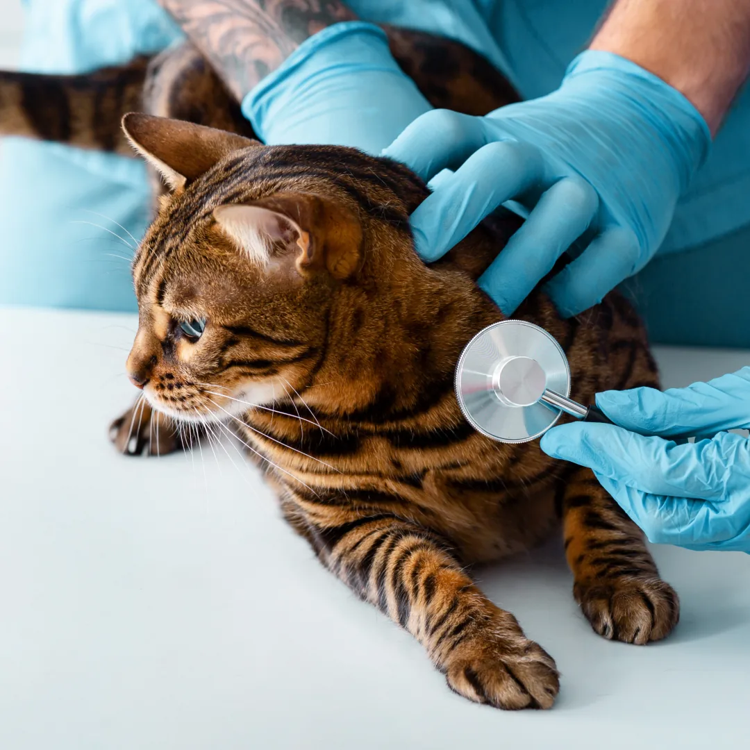 about-us-pawspital-policies-desktop A veterinarian wearing blue gloves uses a stethoscope to examine a Bengal cat lying on a white table.