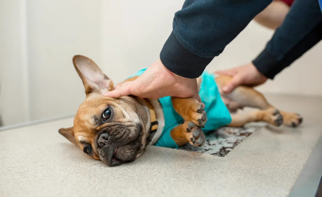 Digital X-Ray at Pawspital