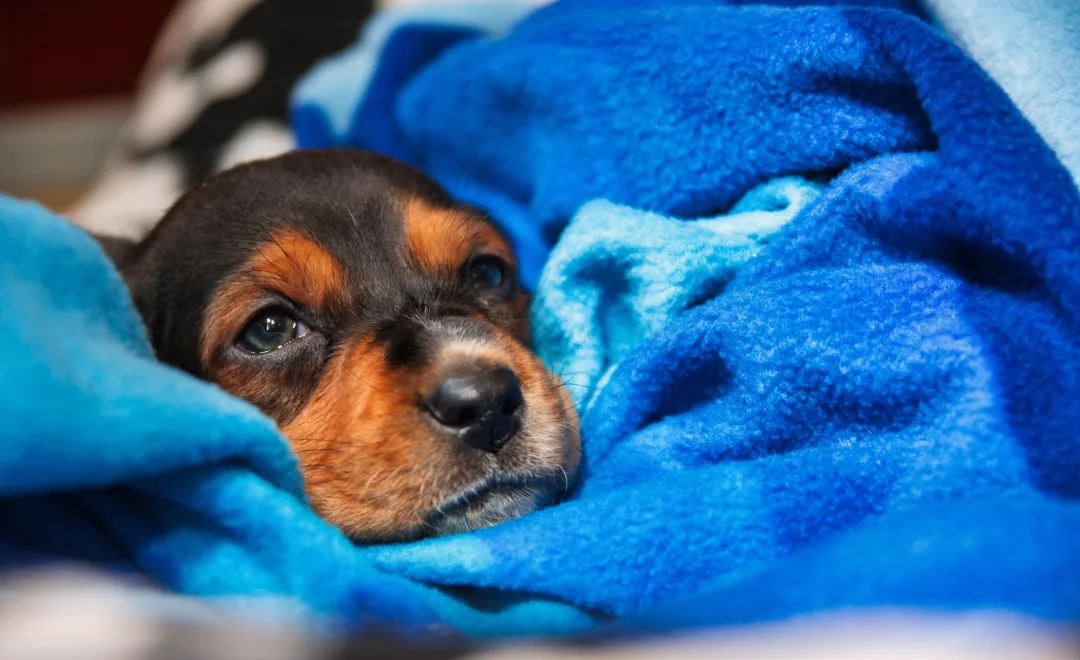 Gas Anesthesia at Pawspital