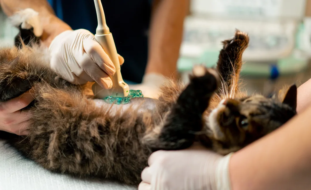 Ultrasound Imaging at Pawspital