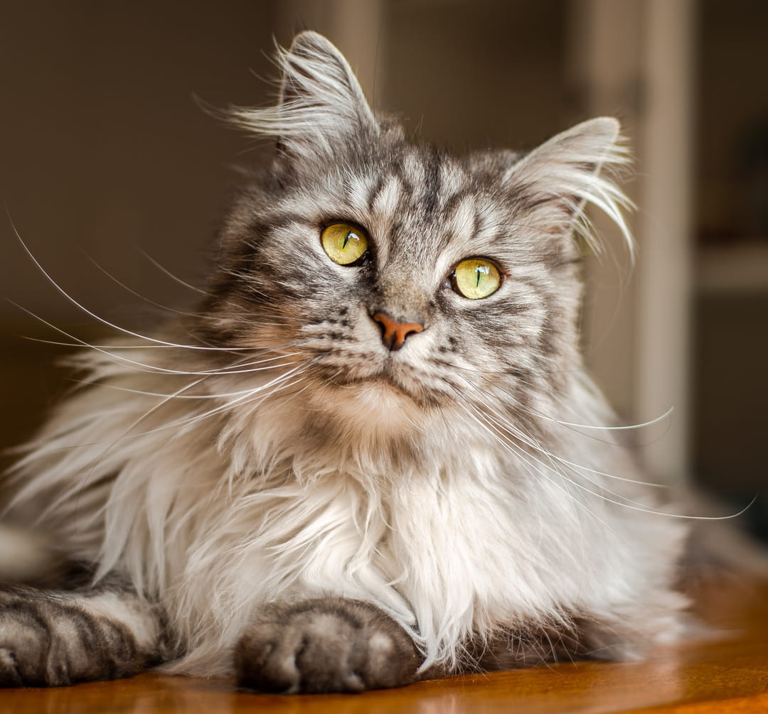Dental1_AdobeStock_513906665_cropped dental care for pets from Pawspital in Chicago IL A fluffy gray and white Maine Coon cat with bright yellow-green eyes lies on a wooden surface, looking slightly upward.