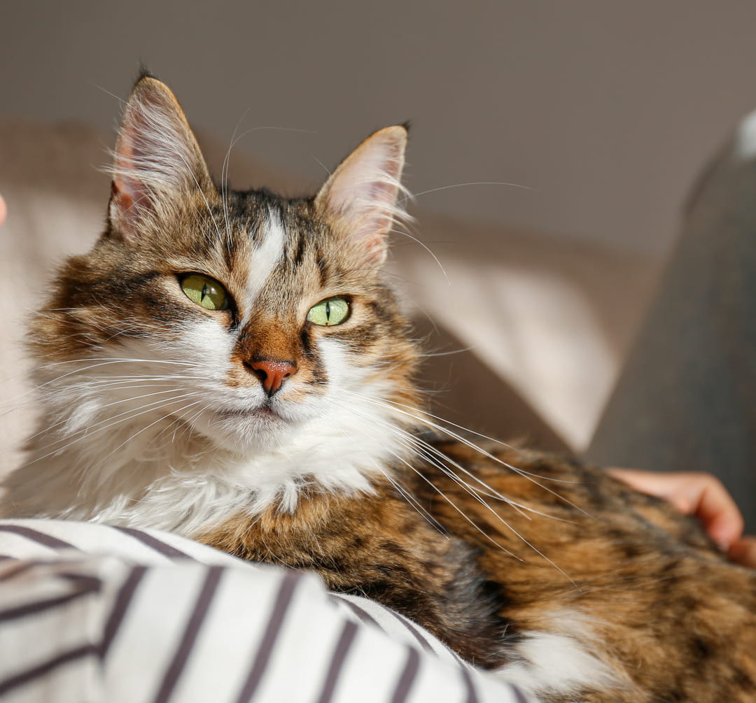 Emergency1_AdobeStock_481676013_cropped veterinary emergency care from Pawspital in Chicago IL A fluffy brown and white cat with green eyes is lying on a persons lap, looking calmly into the distance as sunlight shines on its fur.