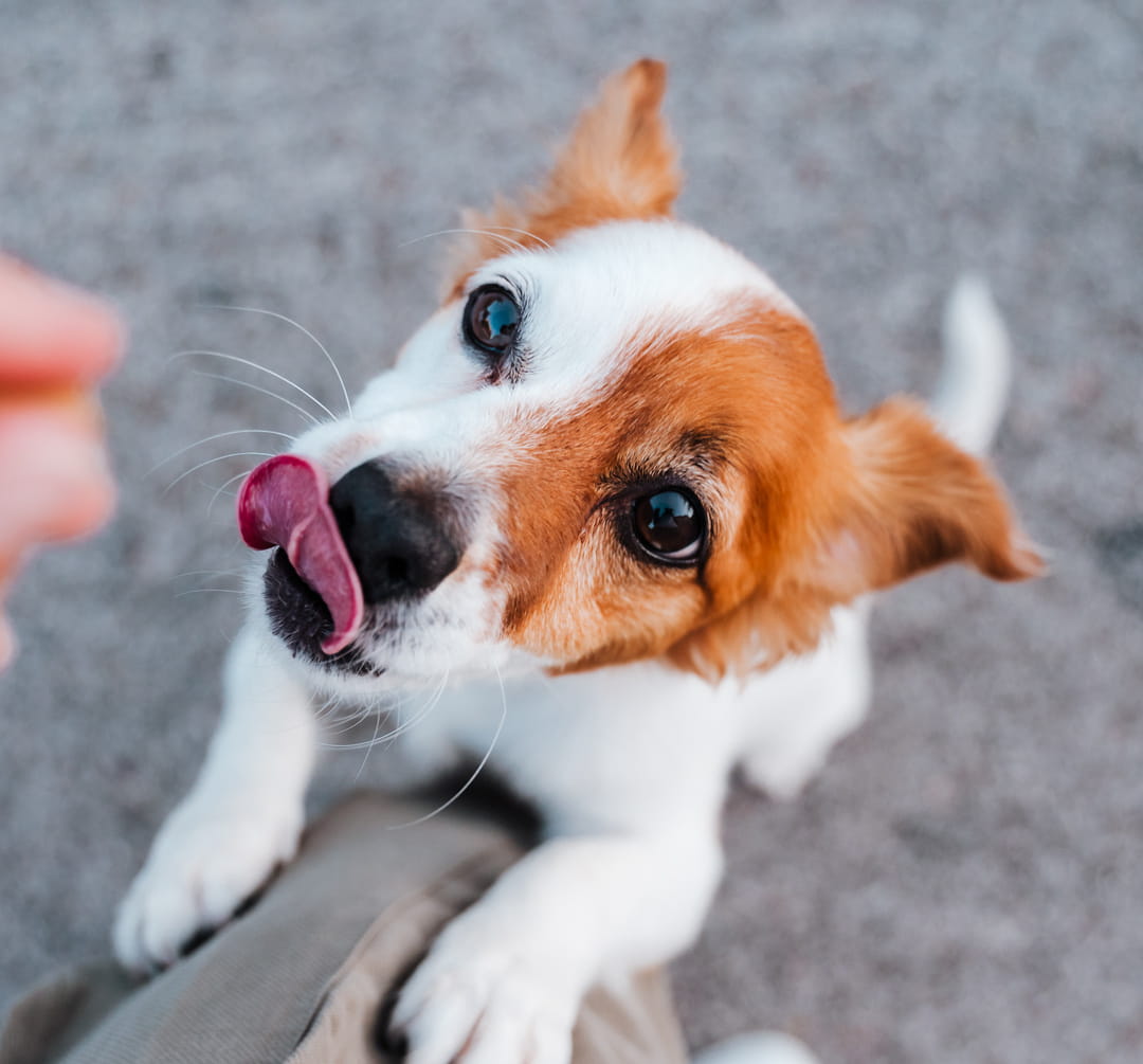 Emergency2_AdobeStock_371477460_cropped emergency vet visits from Pawspital in Chicago IL A small brown and white dog stands on its hind legs, licking its nose and looking up eagerly at a hand holding a treat.
