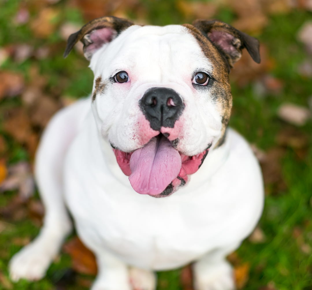 SickVisit1_AdobeStock_192666134_cropped sick visits for pets from Pawspital in Chicago IL A happy white and brown bulldog sits on grass with its tongue out, looking up at the camera. Fallen leaves are scattered on the ground around it.