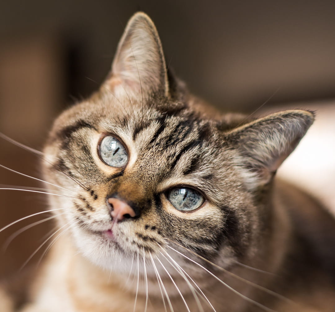 SickVisit2_AdobeStock_267061869_cropped veterinary sick visits from Pawspital in Chicago IL A close-up of a tabby cat with blue eyes, tilting its head slightly and looking into the camera, with a softly blurred background.