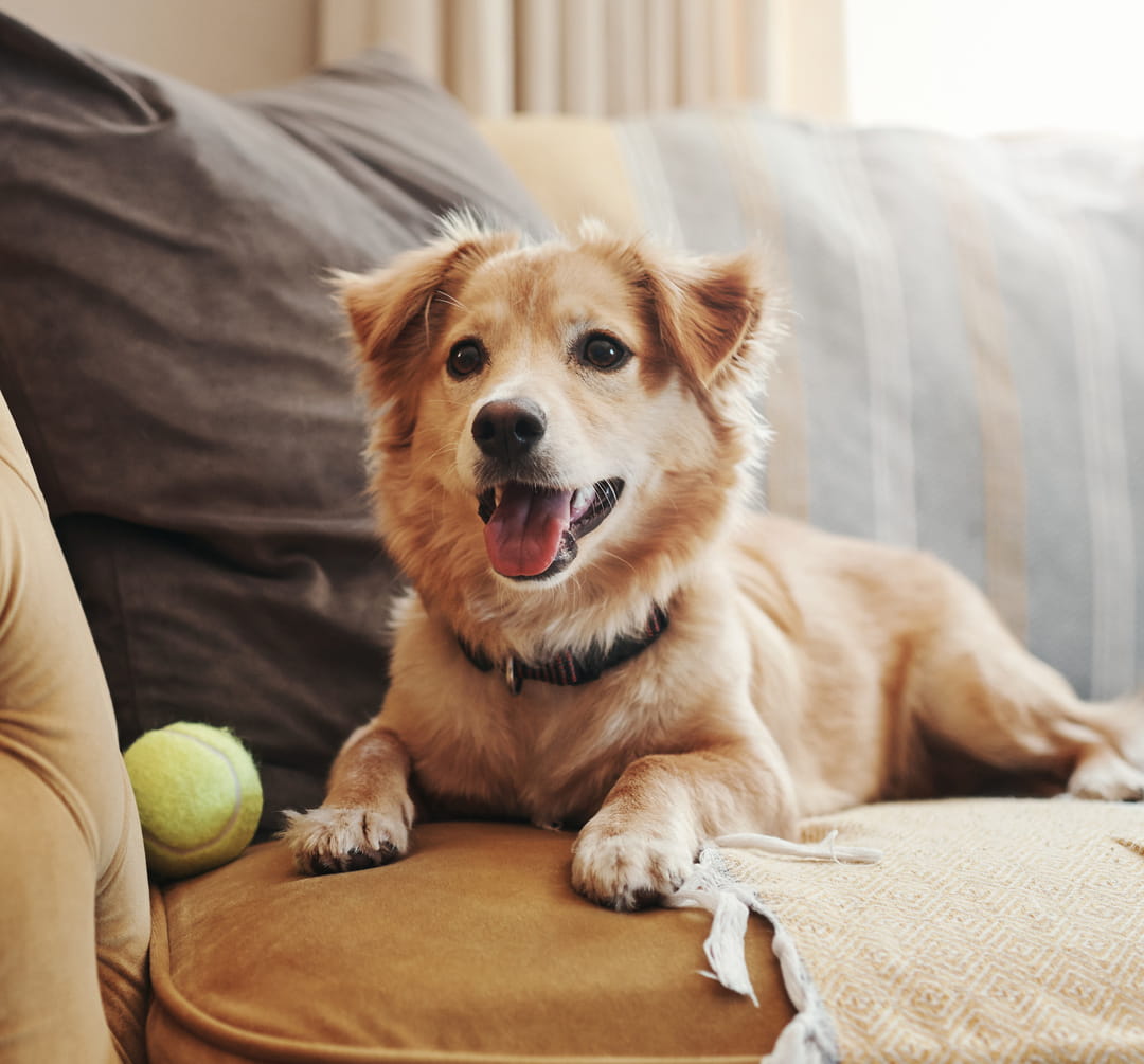Wellness1_AdobeStock_599766474_cropped veterinary wellness care from Pawspital in Chicago IL A happy, tan dog with medium-length fur lies on a couch next to a tennis ball, looking toward the camera with its mouth open and tongue out. Pillows and a blanket are in the background.