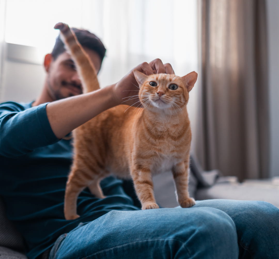 Wellness2_AdobeStock_475699914_cropped veterinary wellness visits from Pawspital in Chicago IL A man sitting on a couch pets an orange tabby cat standing on his lap. The cat looks at the camera while the man smiles and gently scratches behind its ears.