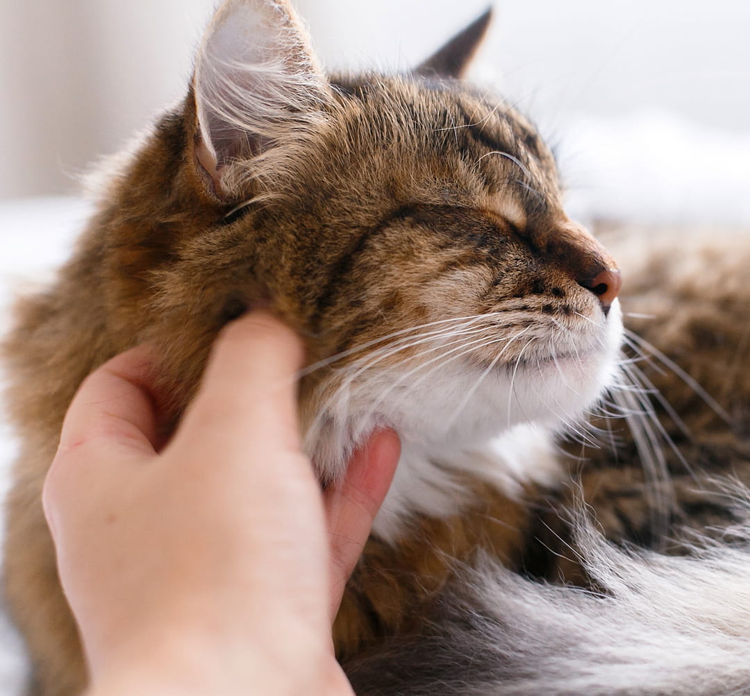 surgical care for pets from Pawspital in Chicago IL A persons hand pets the chin of a long-haired tabby cat with its eyes closed.